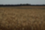 Field of Wheat