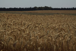 Field of Wheat