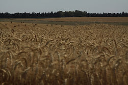 Field of Wheat