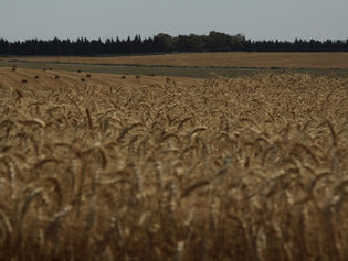 Field of Wheat 