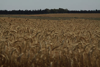 Campo de trigo