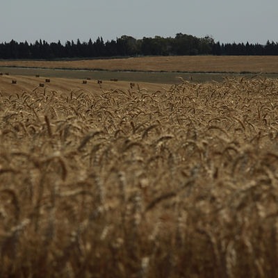 Field of Wheat