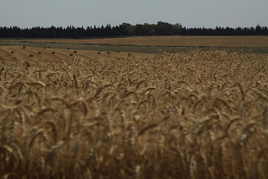 Wheat Field Landscape