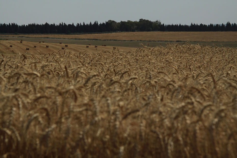 Field of Wheat