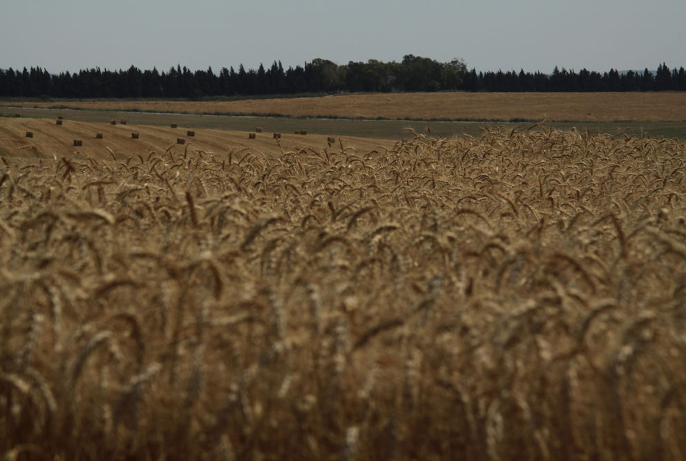 Field of Wheat