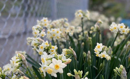 GardenFlowersWhite.jpeg