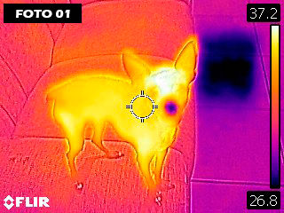 cachorro quente pinscher suporte ventilador de janela imagem termografica