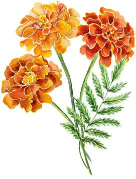 luxury marigold