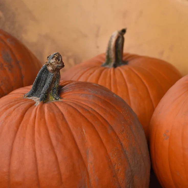 Wheel of the Year: Samhain