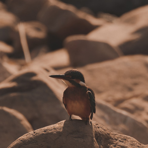 Aman-i-Khás India Safari Experience