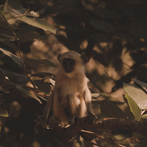 Aman-i-Khás India Safari Experience