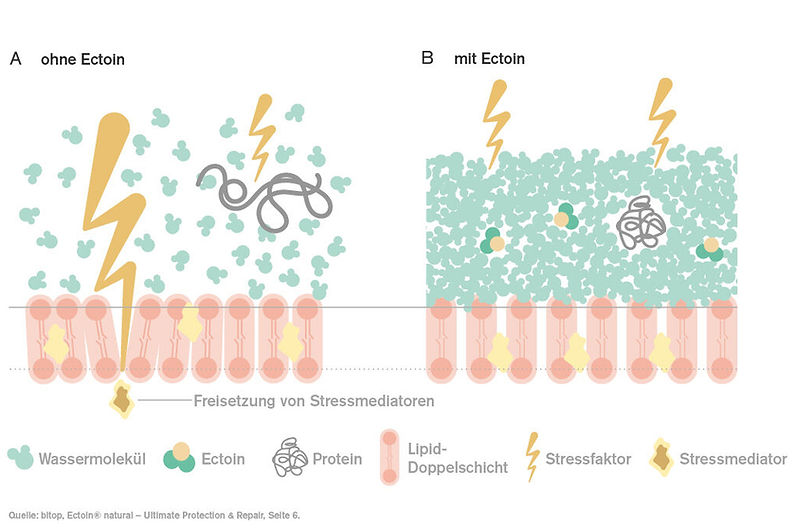 Haut mit und ohne Ectoin: Stressschutz
Schematische Darstellung der Hautbarriere ohne und mit Ectoin unter Einwirkung von Stressfaktoren.