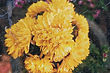 Yellow Flowers Close-Up_edited_edited_ed
