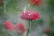 Vivid Red Flower_edited_edited.jpg