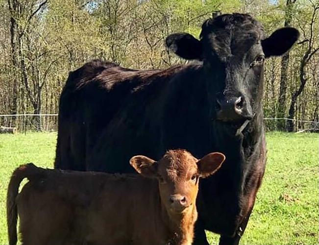 COW AND CALF.jpg
