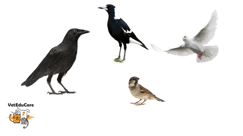 Безкоштовний онлайн курс по допомозі диким птахам