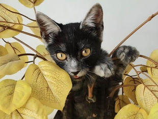 Нова порода кішок "Трансильванська" з'явилася у Румунії