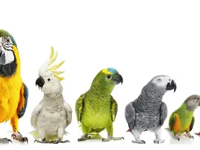 Орнітолог онлайн