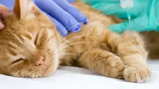 Хвороба котячих подряпин. Що це і як допомогти?