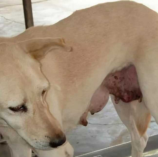 Пухлина у собаки, що робити?