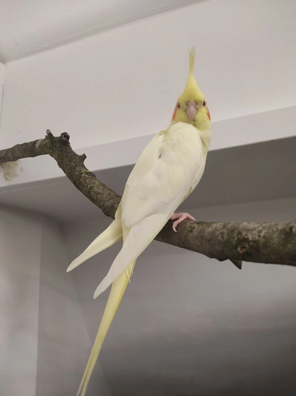 Як розпізнати хворобу у папуги: основні симптоми. Крила на різному рівні у папуг