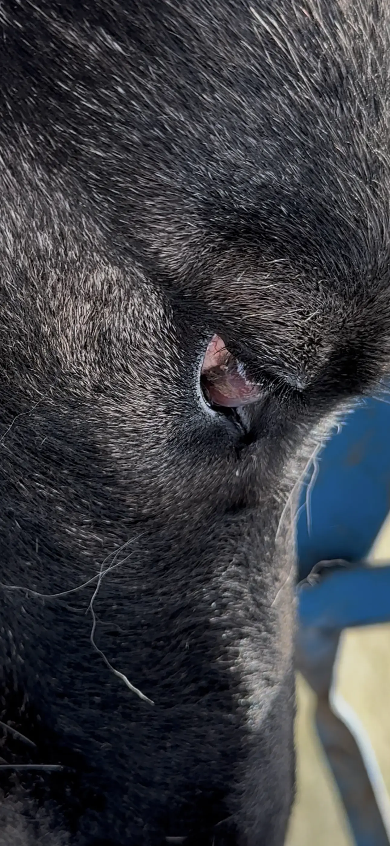 Собака втрачає зір, що робити?