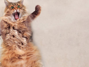 Вакцинація котів і собак