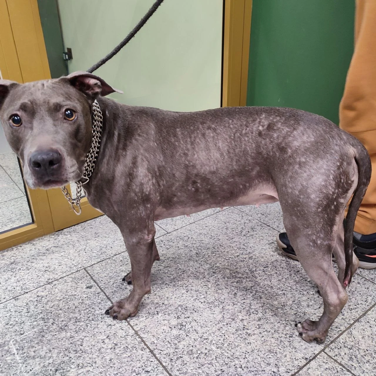 Свербіж у собаки