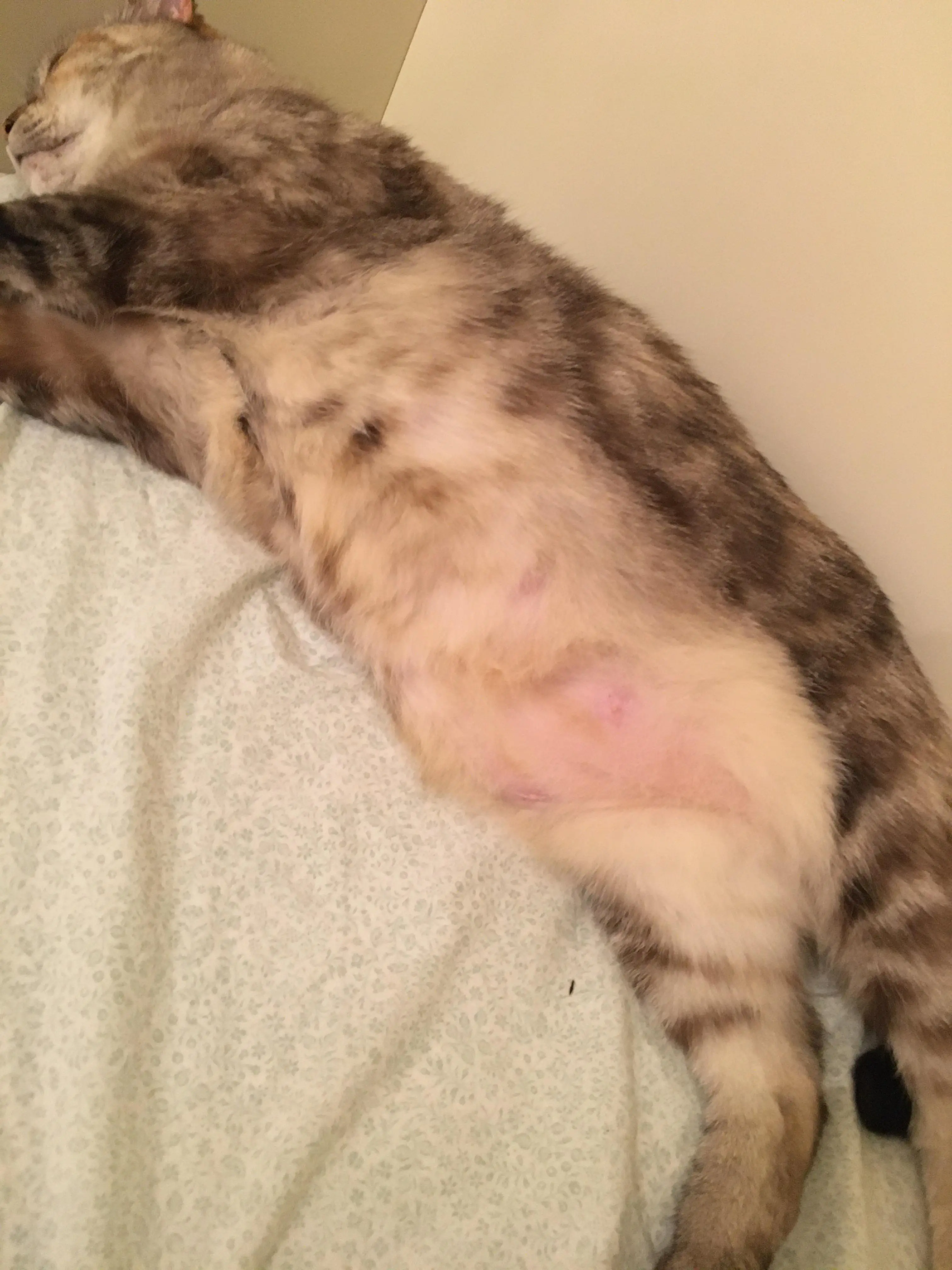 У кота залисини на животі