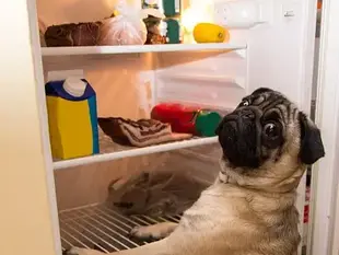 Харчові звички собак та котів