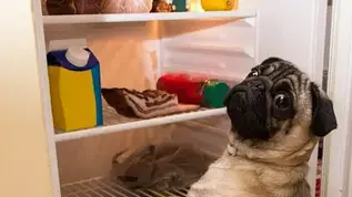 Харчування собак