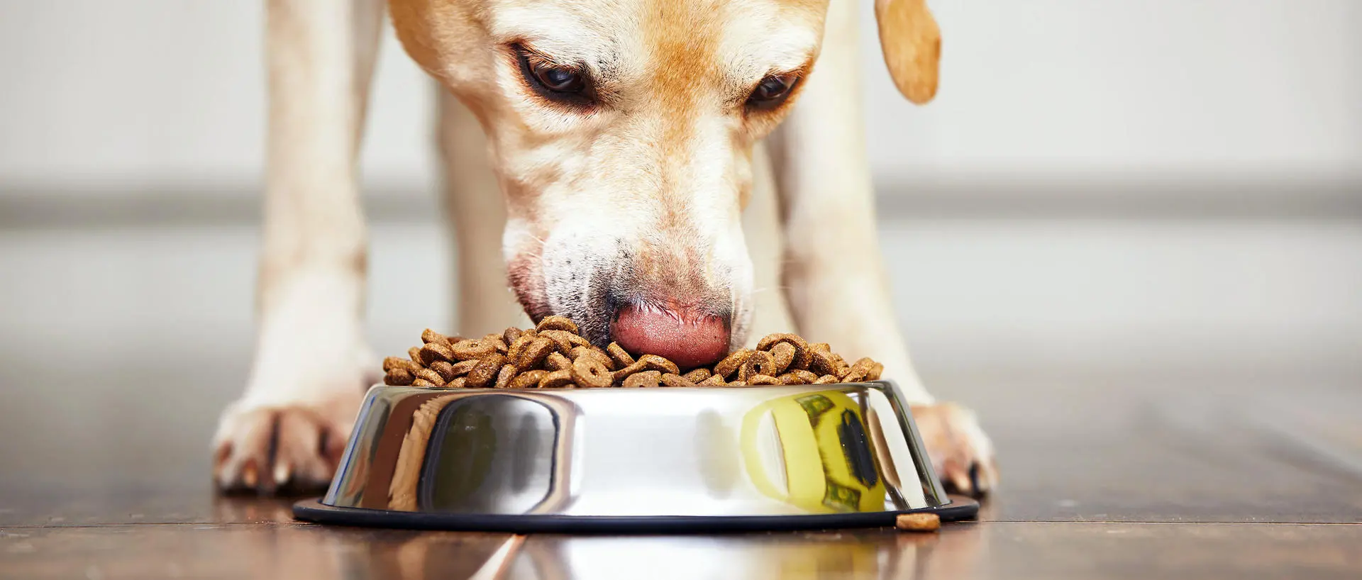 Ветеринарний дієтолог для собак