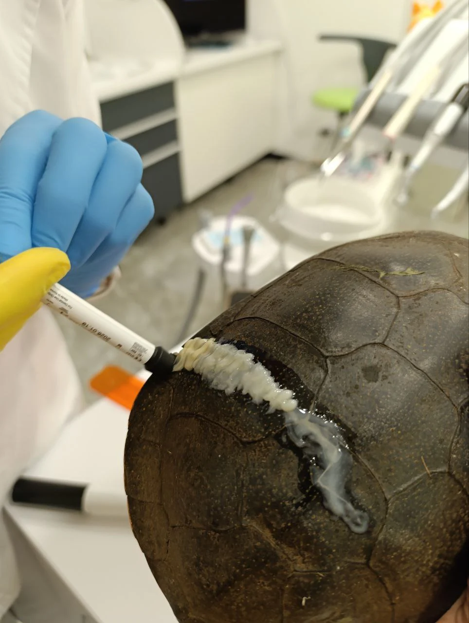 У черепахи тріснув панцир, що робити?