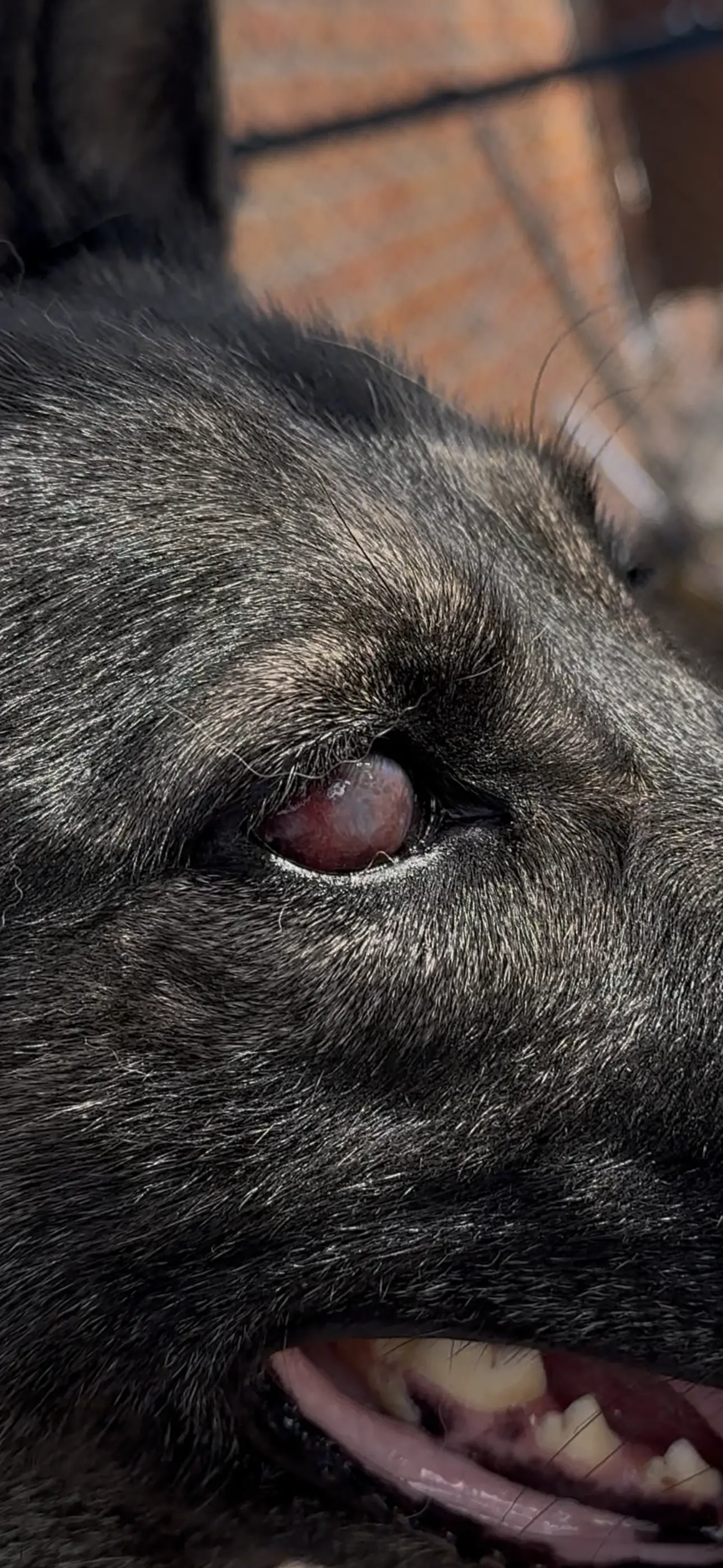 ветеринарна онлайн консультація офтальмолога