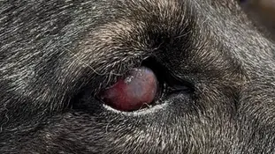 Онлайн консультація ветеринарного офтальмолога