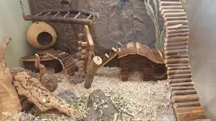 Ідеальне житло для хом'яка