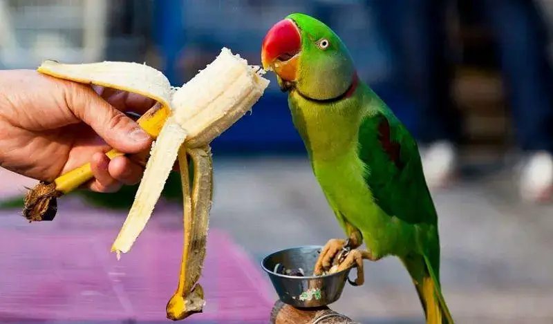 Які фрукти можна давати папугам? Банани для папуг.