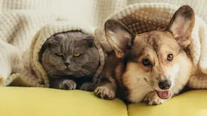 Друга свобода тварин - Свобода від дискомфорту