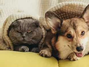 Друга свобода тварин - Свобода від дискомфорту