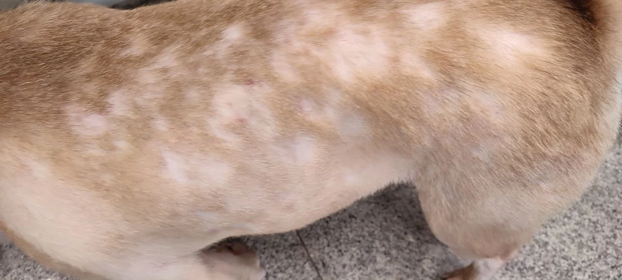 Свербіж та випадіння шерсті у собаки