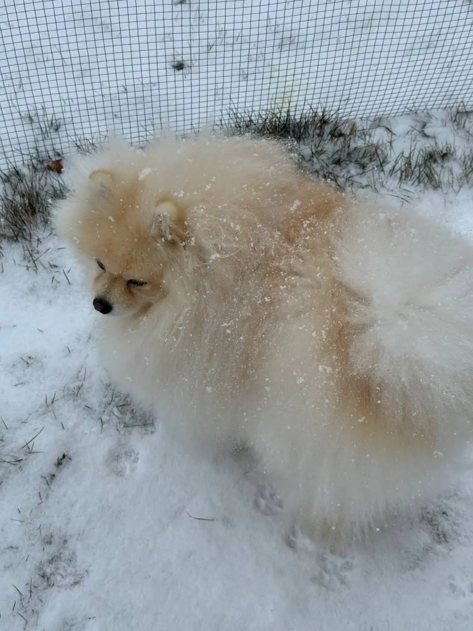 Ветеринар онлайн