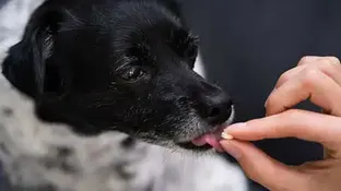 Як самостійно дати таблетку коту або собаці? Покрокова інструкція.