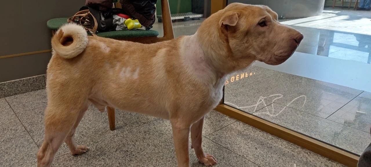 Випадіння шерсті у собаки