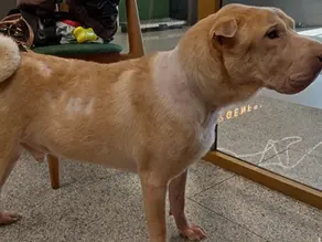 Свербіж, почервоніння шкіри та випадіння шерсті у котів та собак