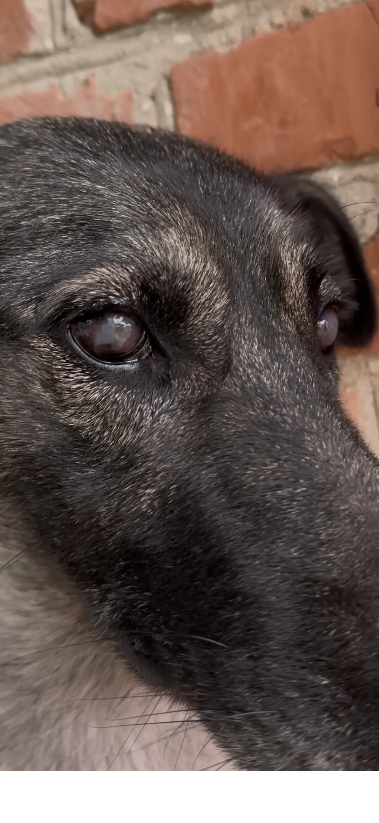 Онлайн допомога при проблемах з очима у тварин