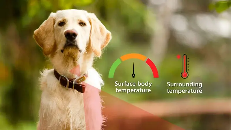 AI-Pet Smart Thermometer