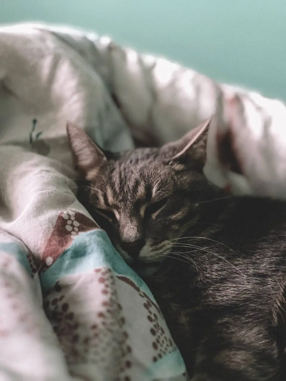 Марс - кіт з цукровим діабетом, що вийшов в ремісію