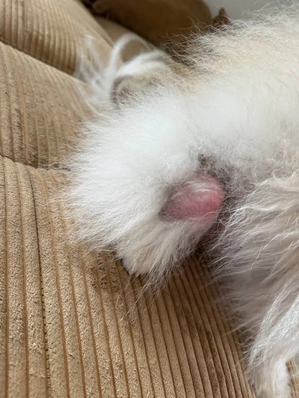 Онлайн консультація дерматолога