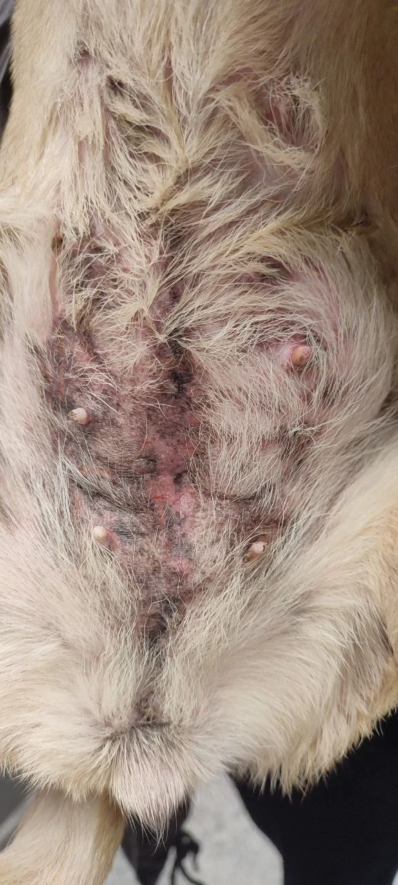 Почервоніння шкіри у собаки