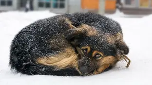 Симптоми переохолодження у котів та собак. Перша допомога.